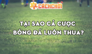 cá độ bóng đá
